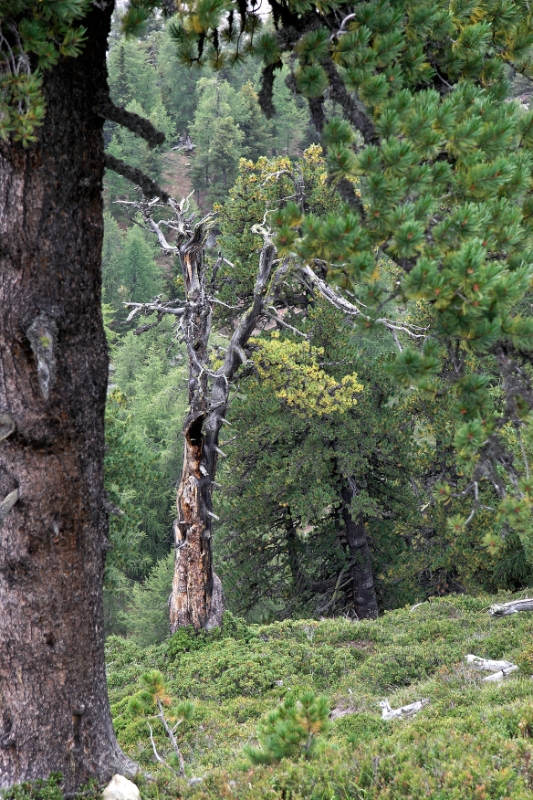 Gnarled trees, Aletsch Switzerland 7.jpg